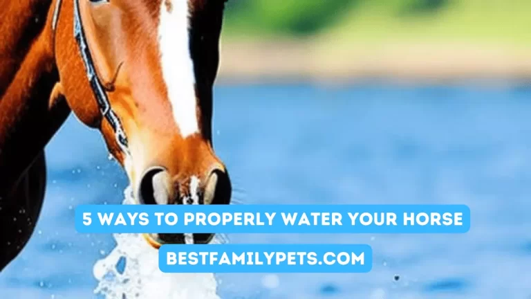 5 Ways to Properly Water Your Horse