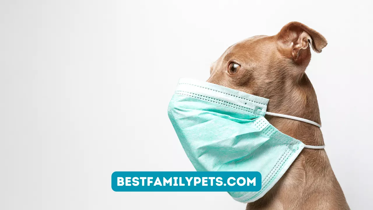 Information about Dog Respiratory Infection