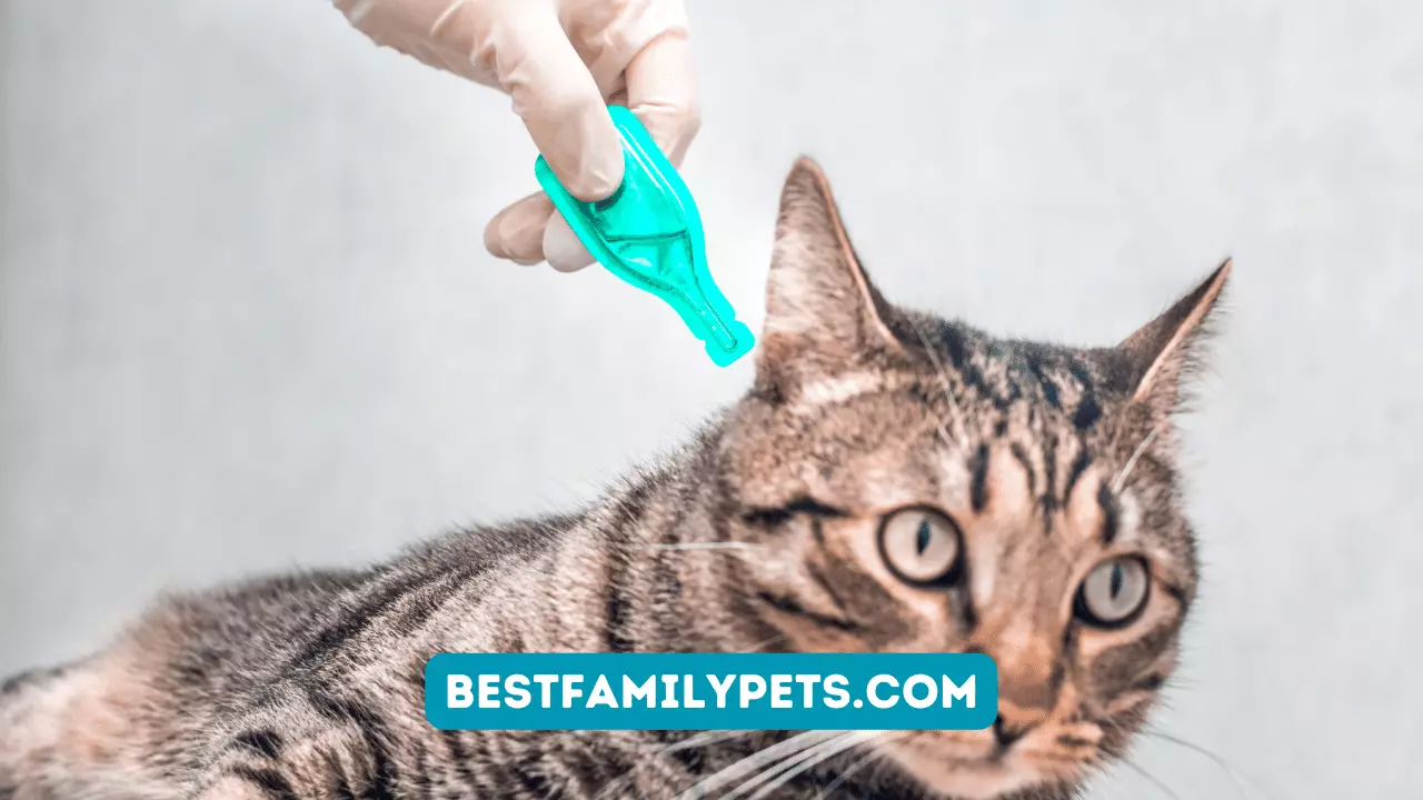 What is Sign of Cat illness?
