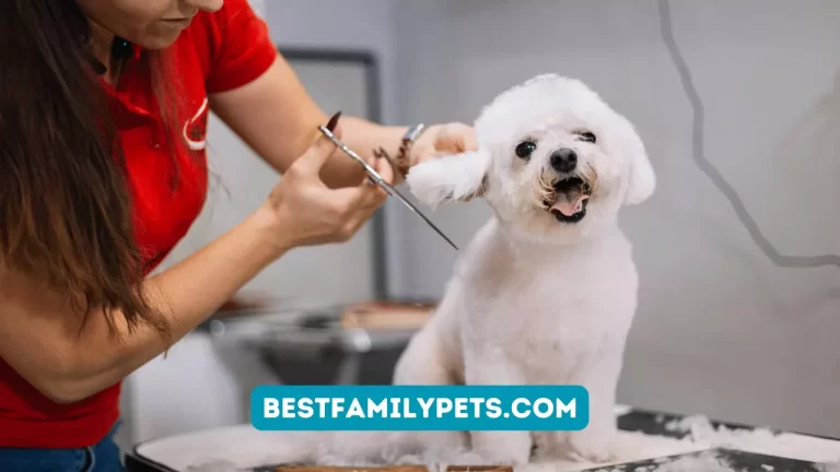 Tips for Dog Grooming