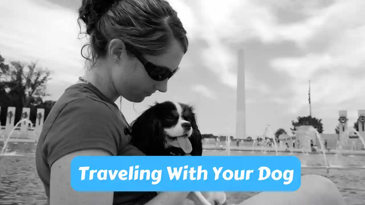 Traveling With Your Dog