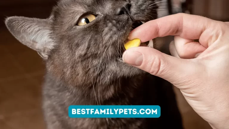 Treat a Cat with Upper Respiratory Issues