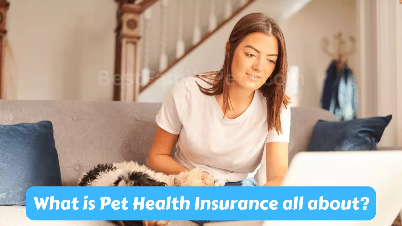 What is Pet Health Insurance all about?