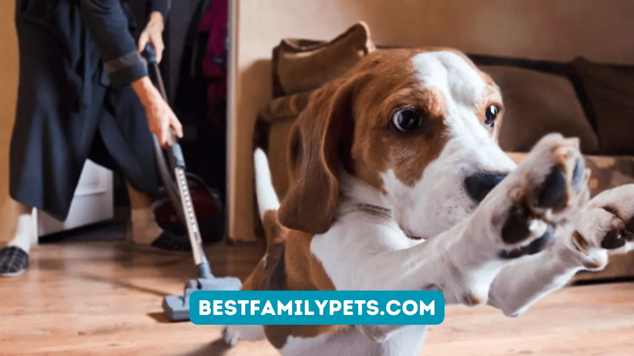 How to Choose the Best Pet Vacuum Cleaner?