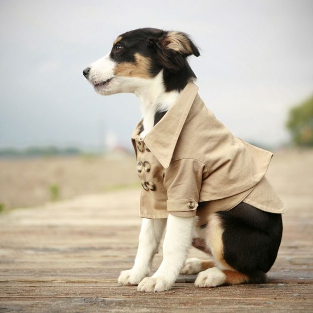 Dog Clothing to High-End Development