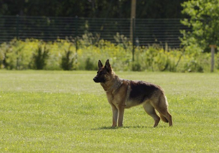 German Shepherds Dogs