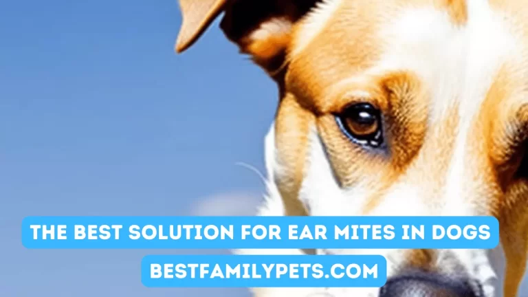 The Best Solution for Ear Mites in Dogs