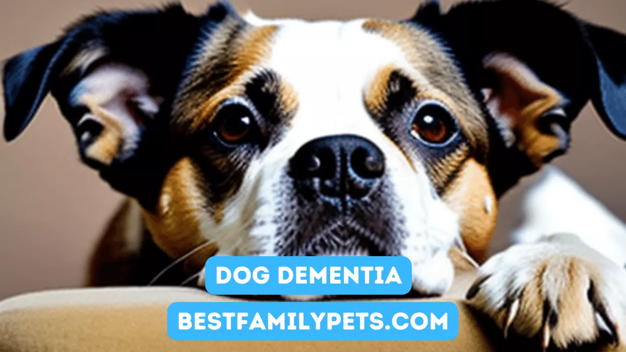 Dog Dementia