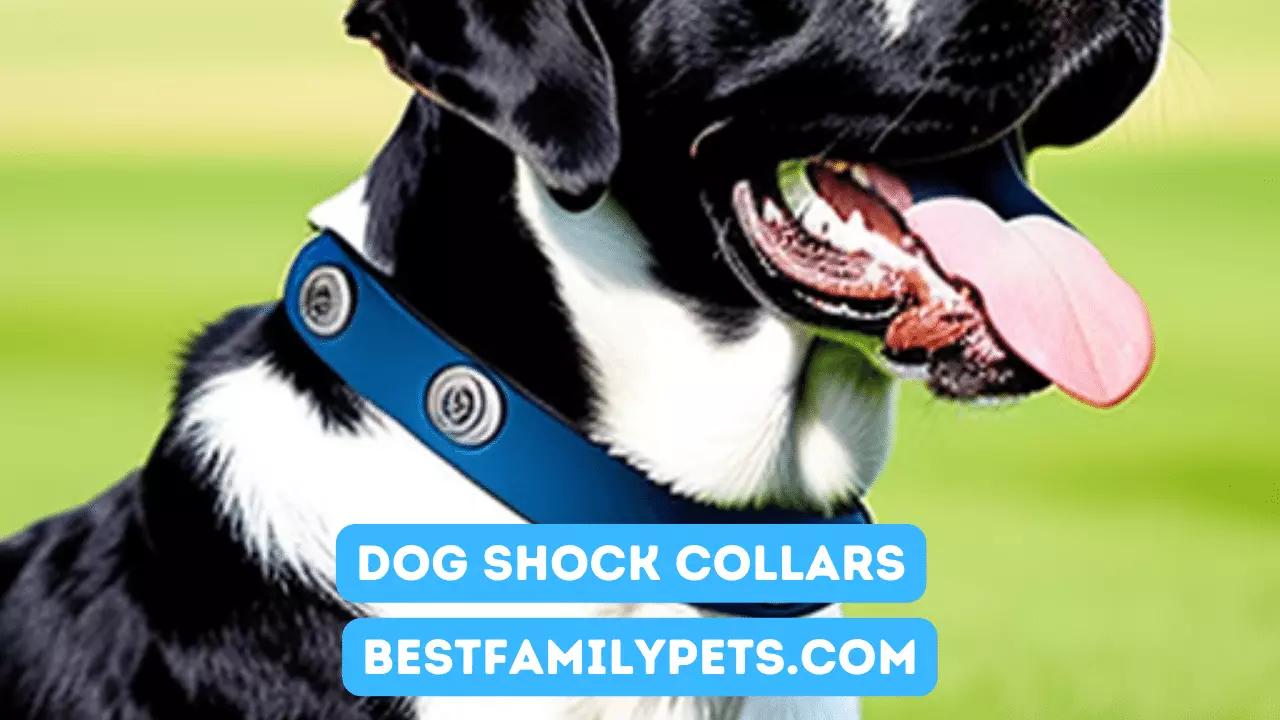 How Should You Fit Dog Shock Collars?