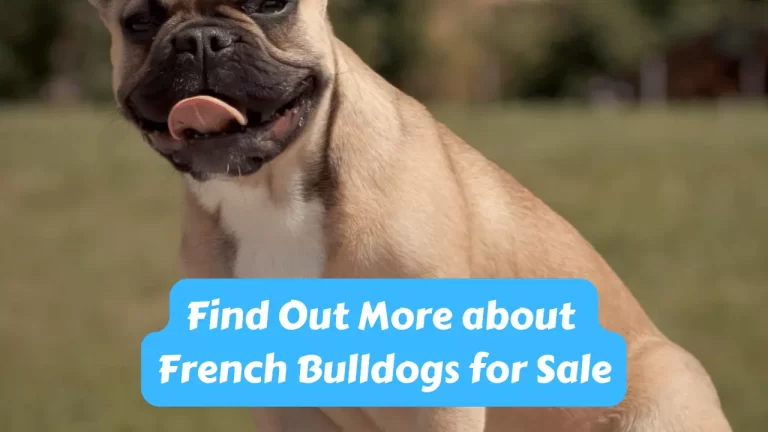 French Bulldogs for Sale