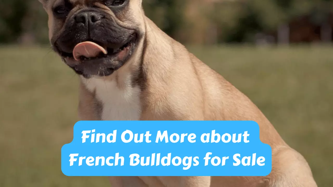 Find Out More about French Bulldogs for Sale