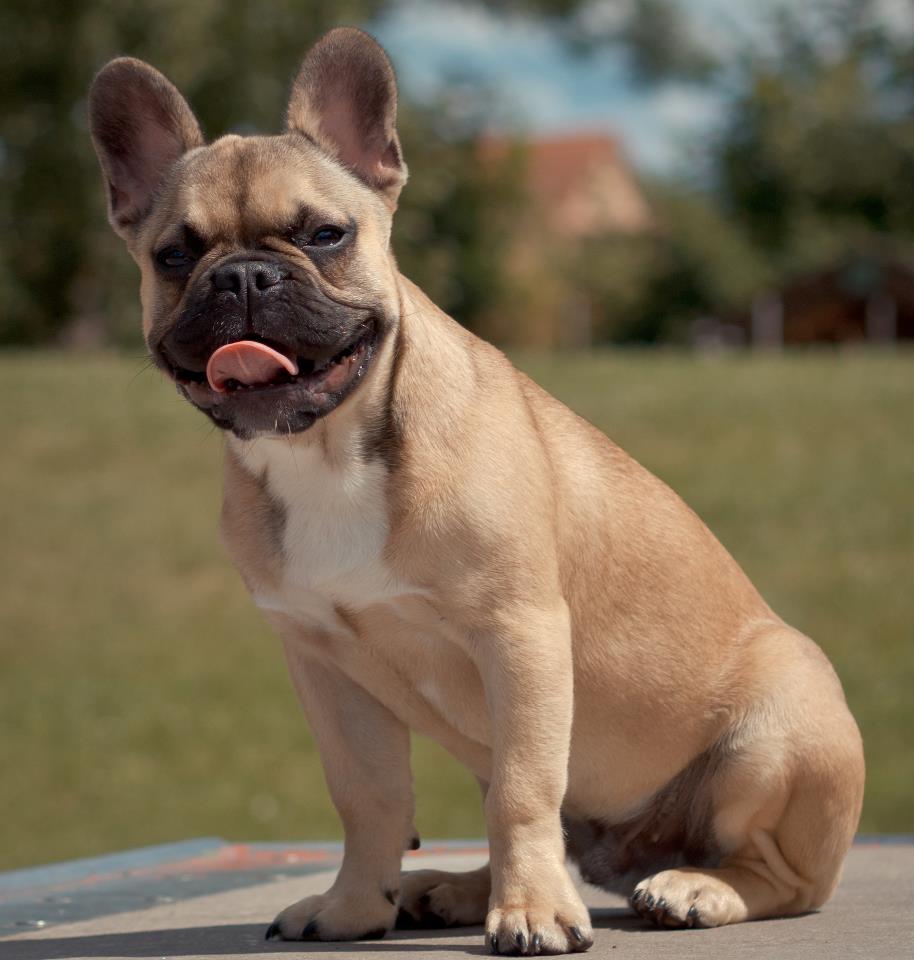 Find Out More about French Bulldogs for Sale