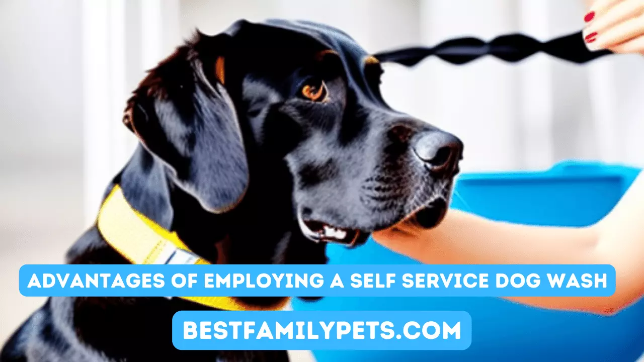 Advantages of Employing a Self Service Dog Wash