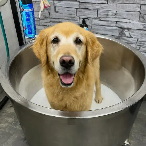 Joy of Self-Service Dog Washes