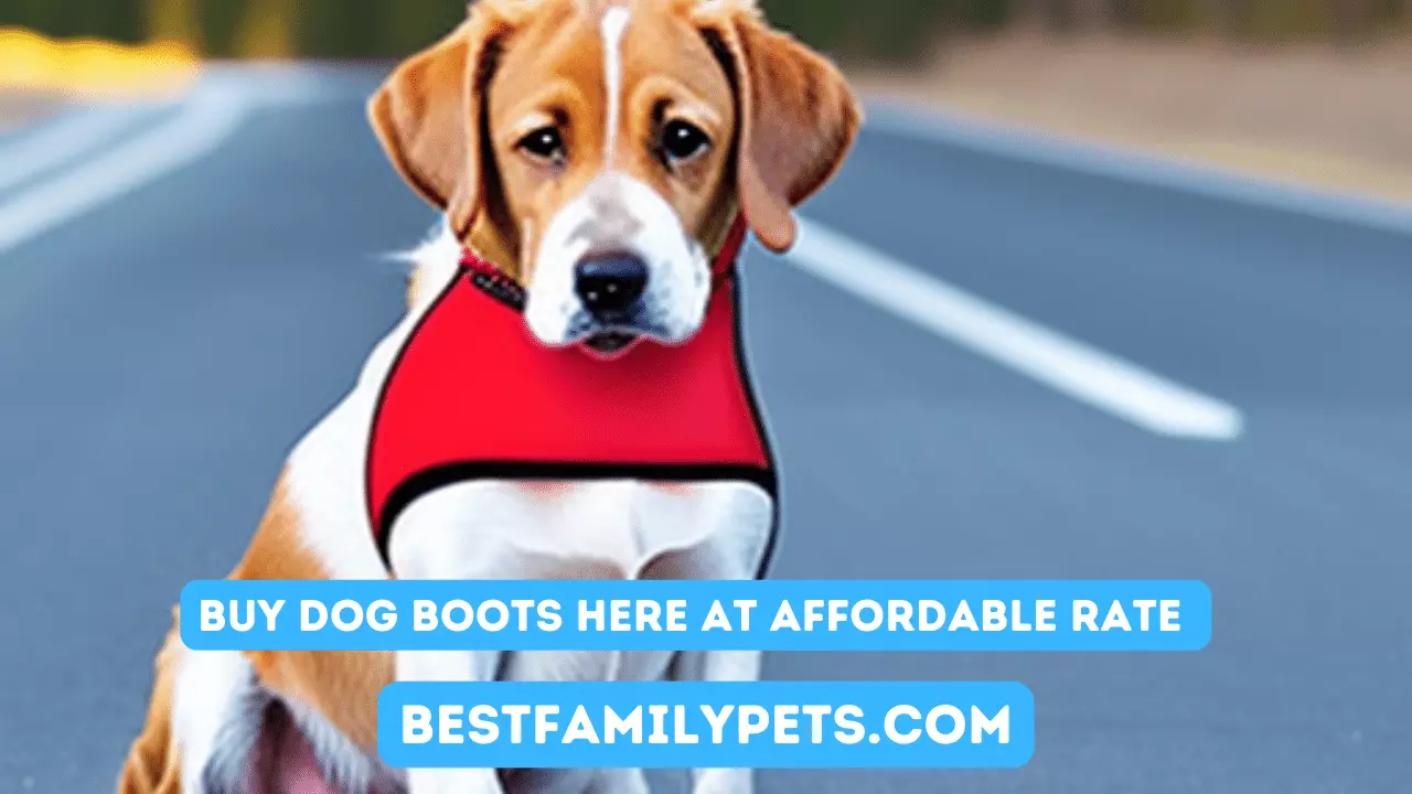 Buy Dog Boots Here At Affordable Rate