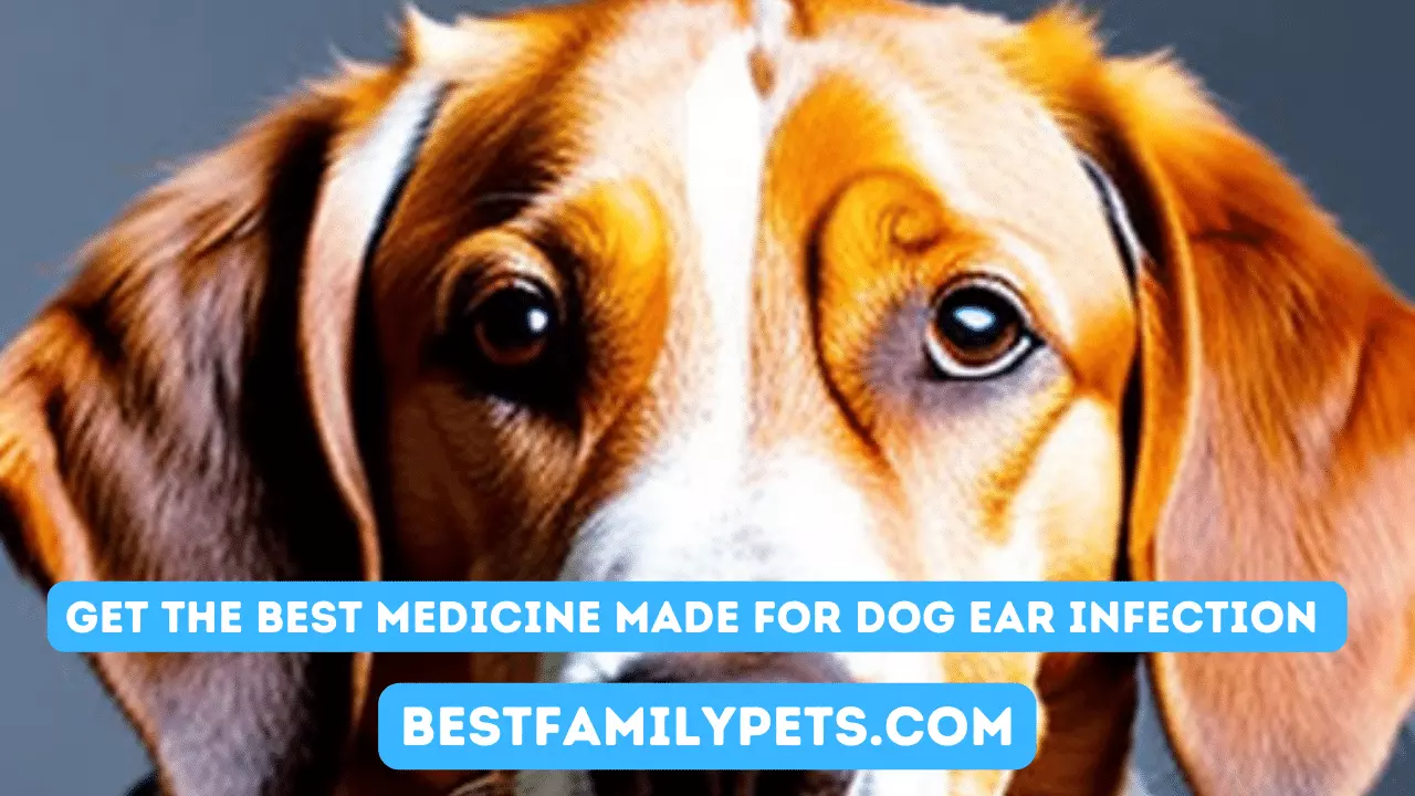 Get the Best Medicine Made For Dog Ear Infection Here
