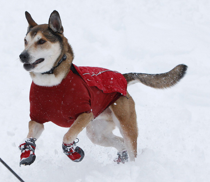 Check Here For Best Dog Boots at Affordable Rate