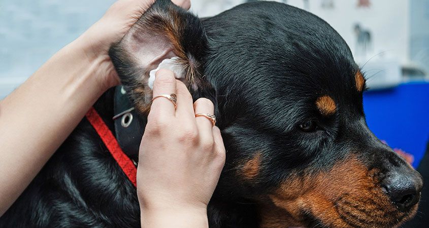 Get The Best Medicine Made For Dog Ear Infection Here