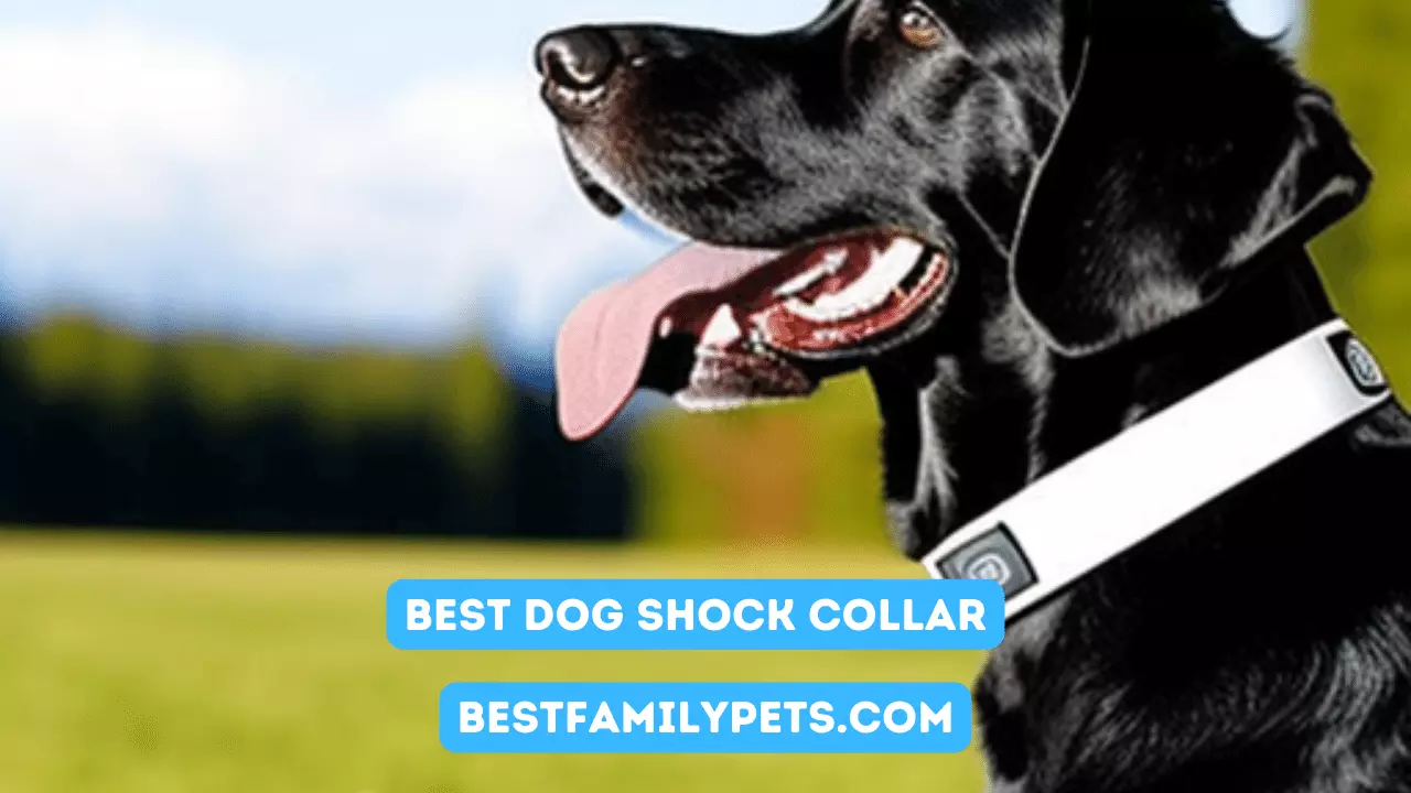 Best Dog Shock Collar