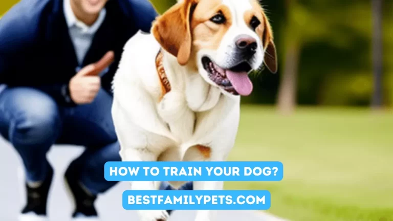 How to Train Your Dog