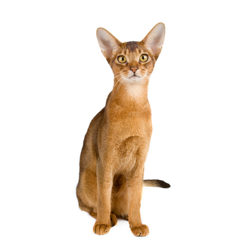 Abyssinian Cats