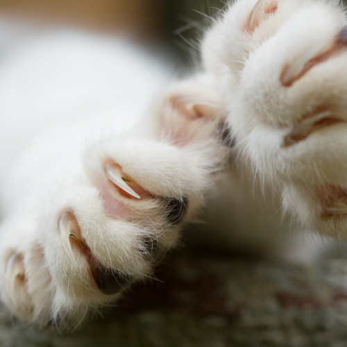 declawing cats