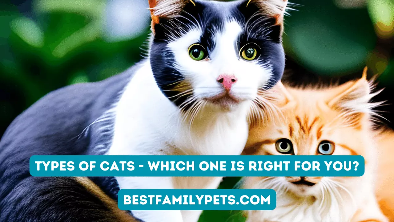 Types of Cats – Which One Is Right For You?