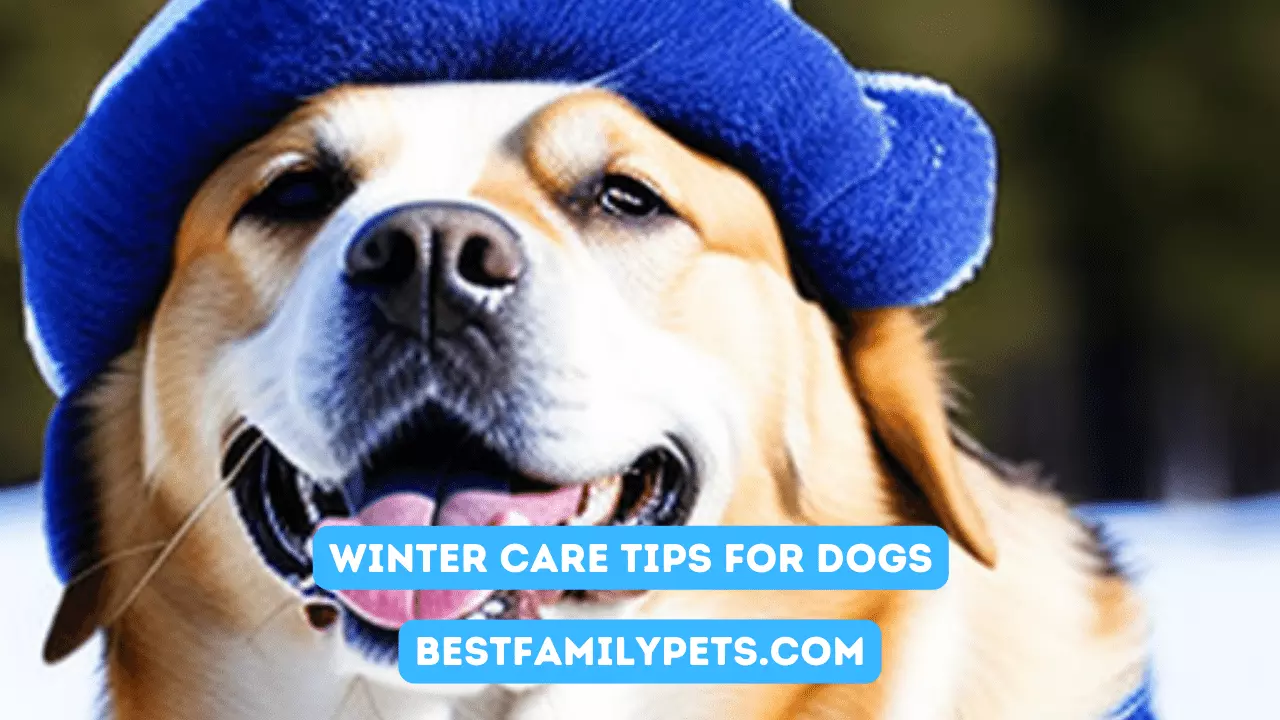 Winter Care Tips for Dogs