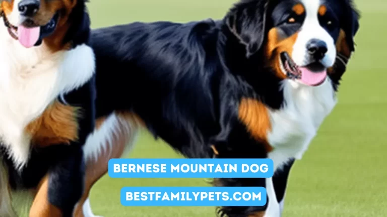 Bernese Mountain Dog