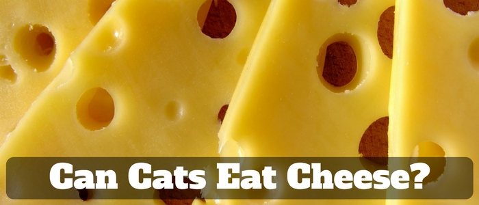 Can cats eat cheese