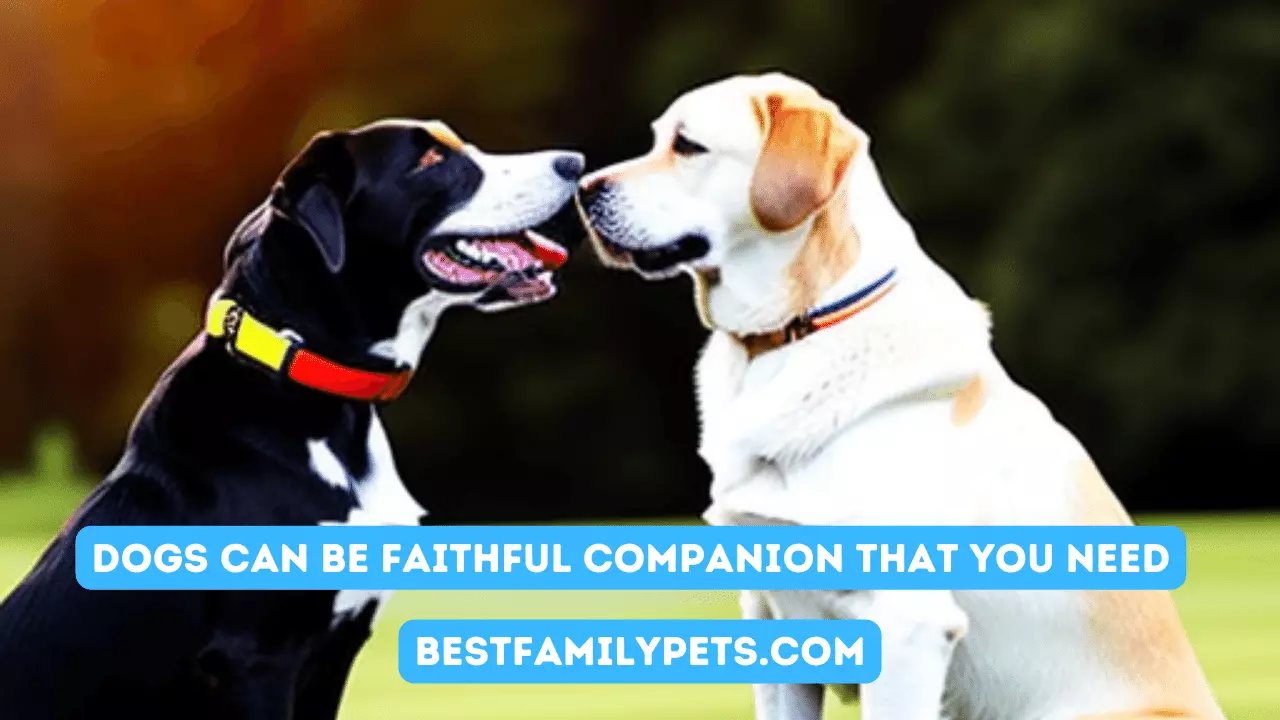 Dogs can be Faithful Companion That You Need