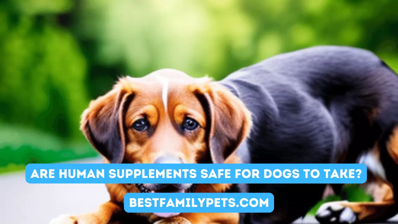 Are Human Supplements Safe For Dogs To Take?
