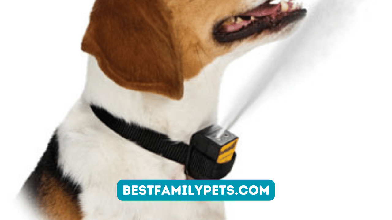 Training With The Dog Bark Collar
