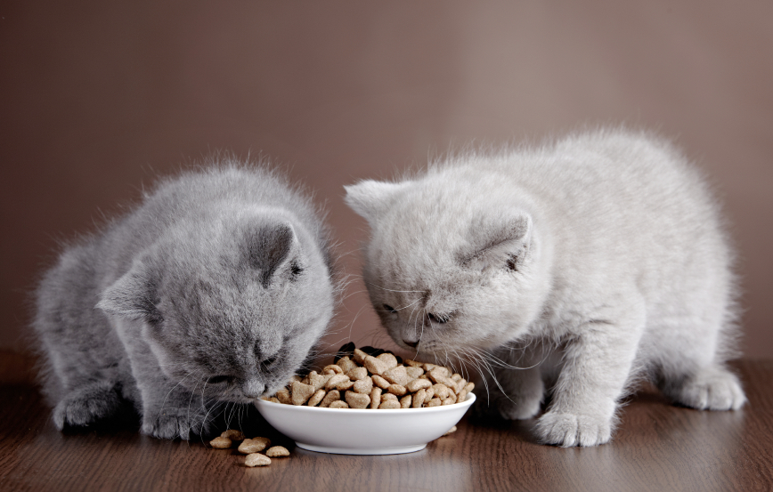 Dry Cat Food versus Moist Canned Cat Food