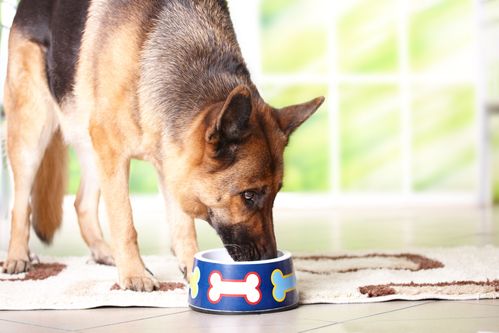 Why It's Vital That You Know Your Dog's Health Condition