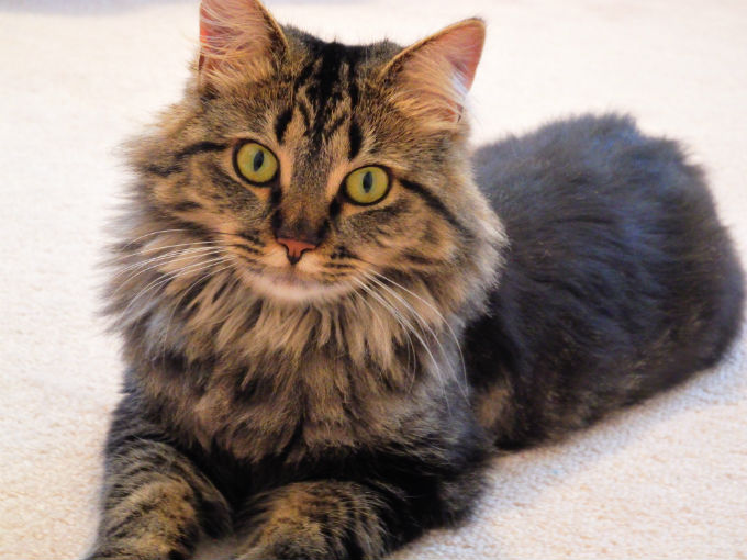 Maine coon colors