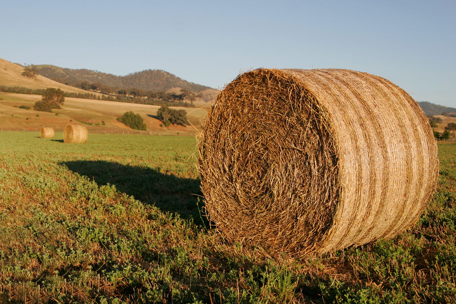 hay for sale in Ocala