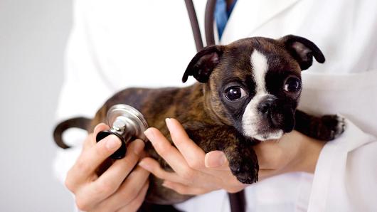 What Should You Know Before Your Own A Pet?