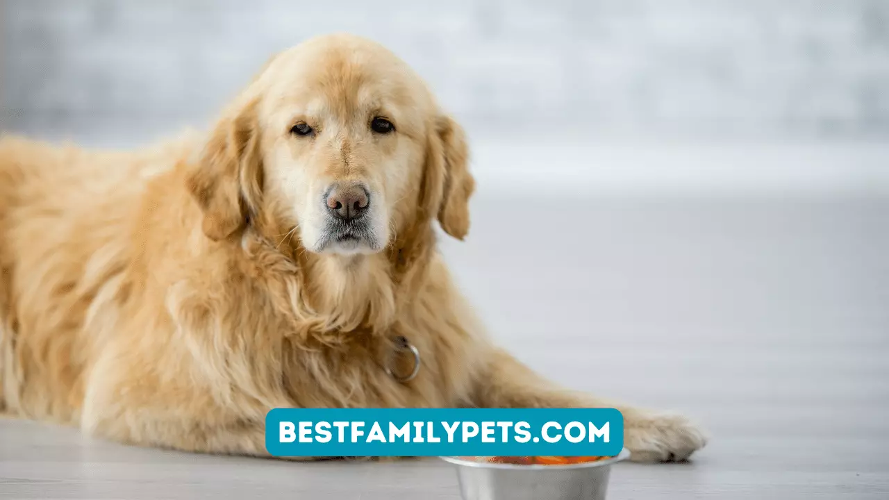 8 Reasons to Choose Royal Canin Sensitivity Dog Food