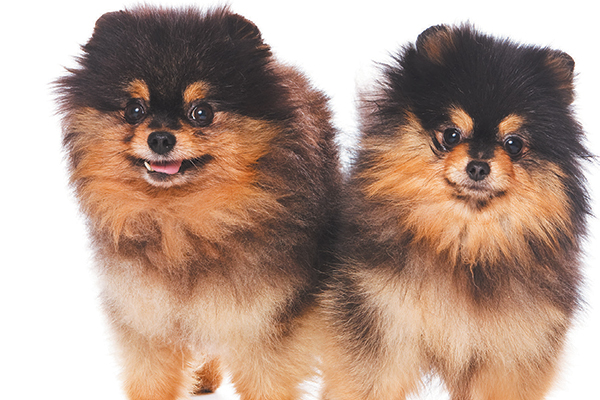 Small Dogs — 7 Things to Know About Living with Little Dogs