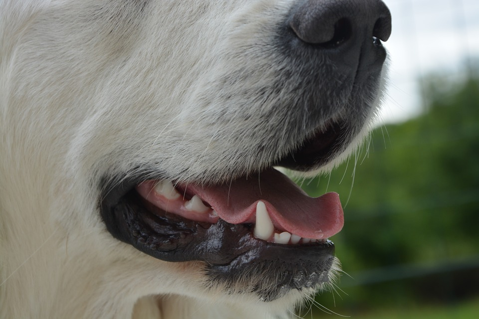 All You Need To Know About Cyst In The Gums In Dogs