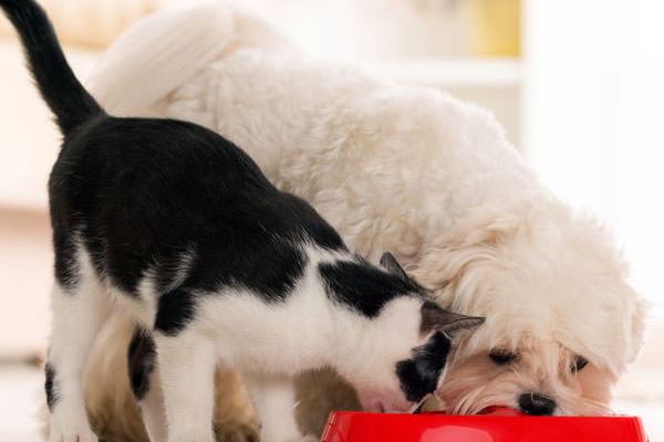 The Best Dogs for Cats? Try These 5 Cat-Friendly Dog Breeds