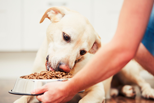 How to Diagnose and Handle Dog Food Allergies