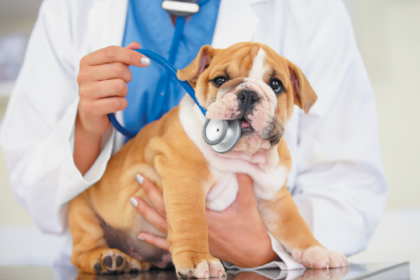 What Shots Do Dogs Need? A Guide to Dog Vaccinations and Medications