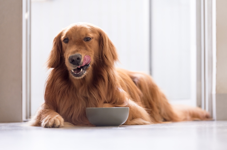 Supplements and Superfoods for Dogs — What You Need to Know