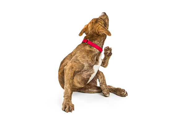 What Are Environmental Allergies in Dogs and How Do You Treat Them?