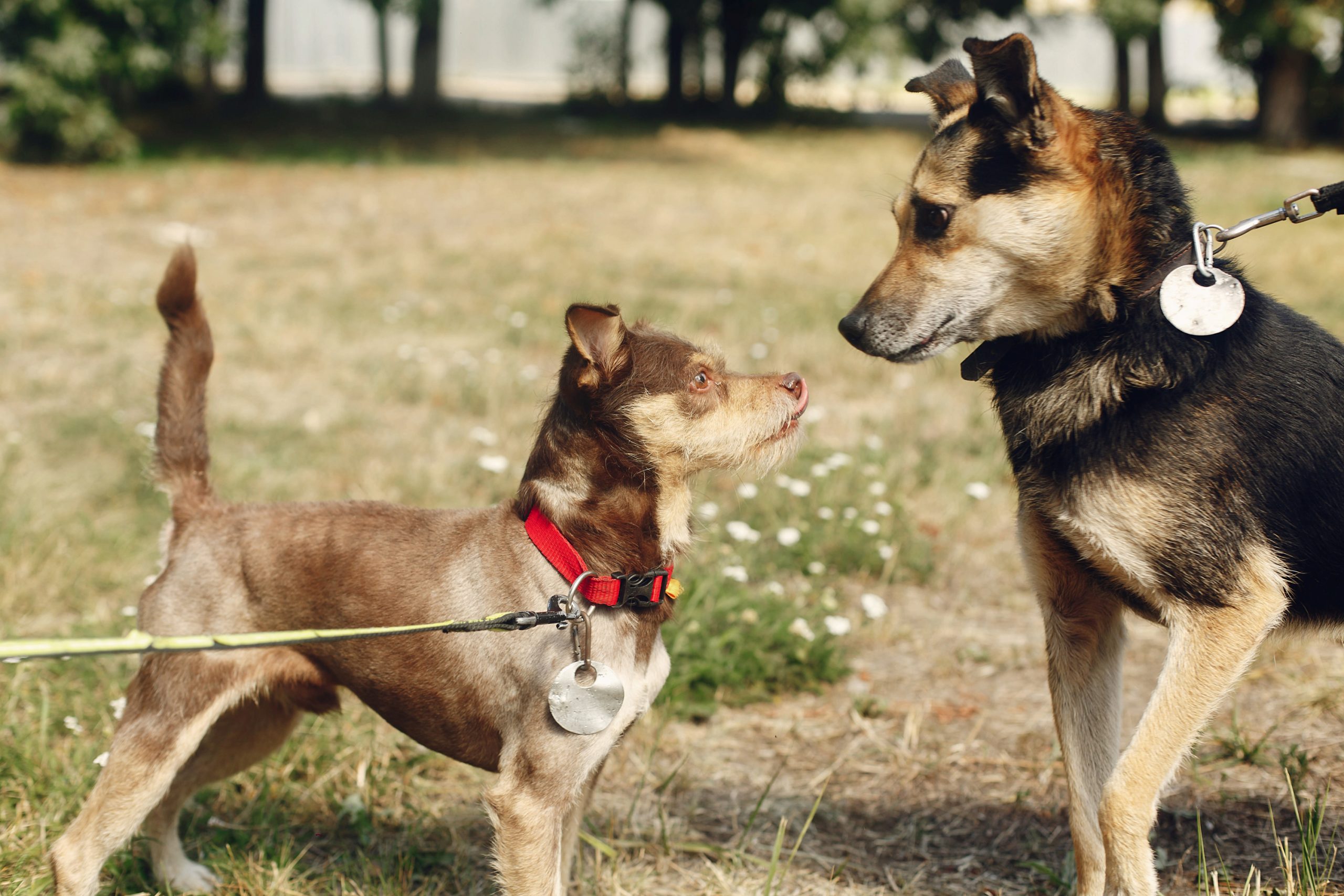 How to Train a Leash Reactive Dog