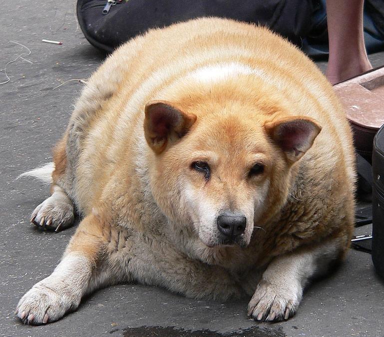 Fat Dog Get Healthy
