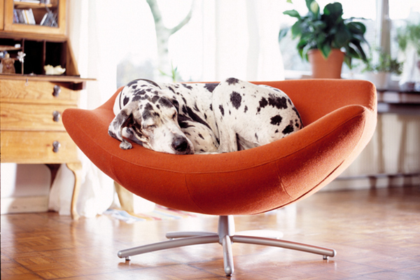 The 10 Best Apartment Dogs Might Surprise You