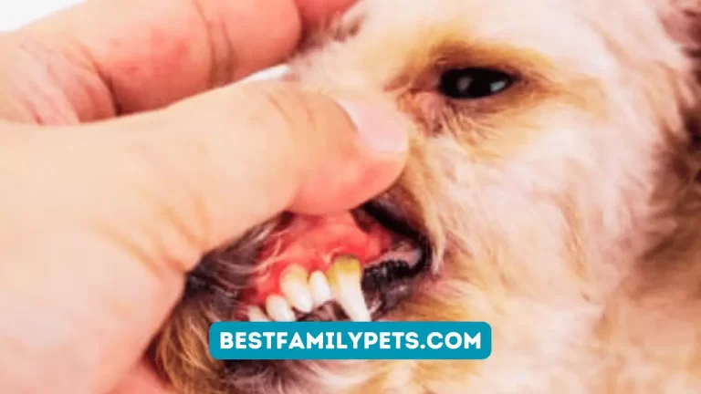 Periodontal Disease in Dogs